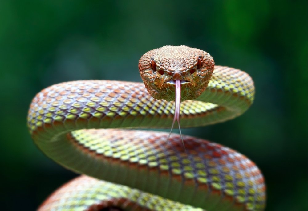 Snake Removal QLD
