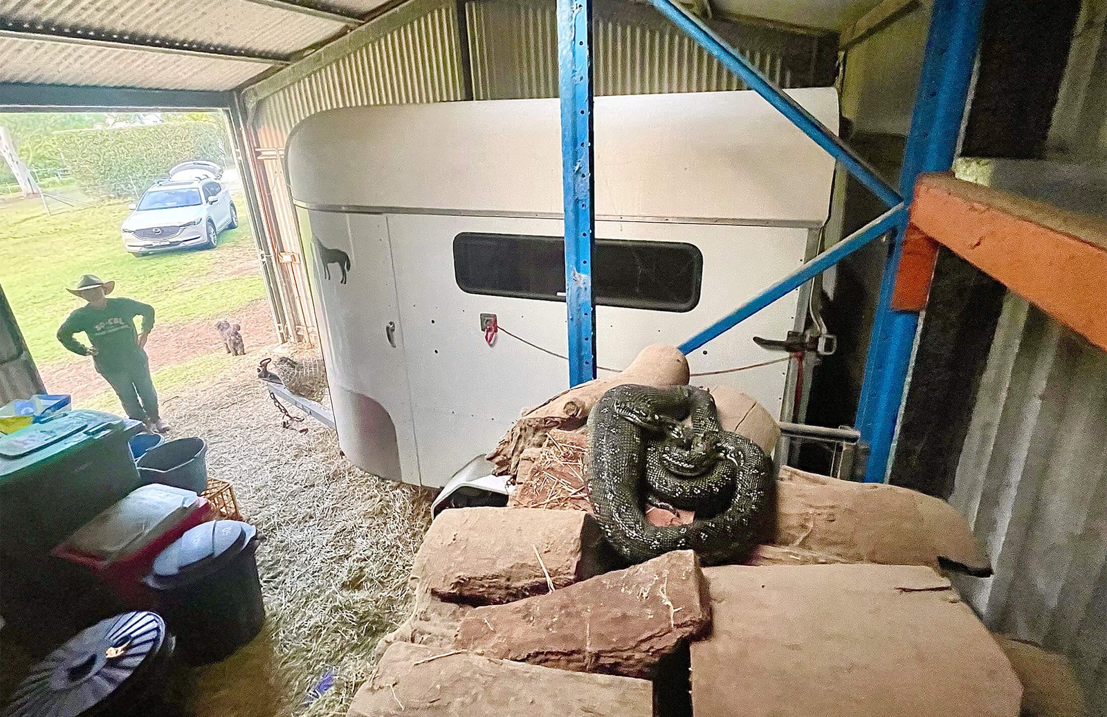 Snake Removal SA