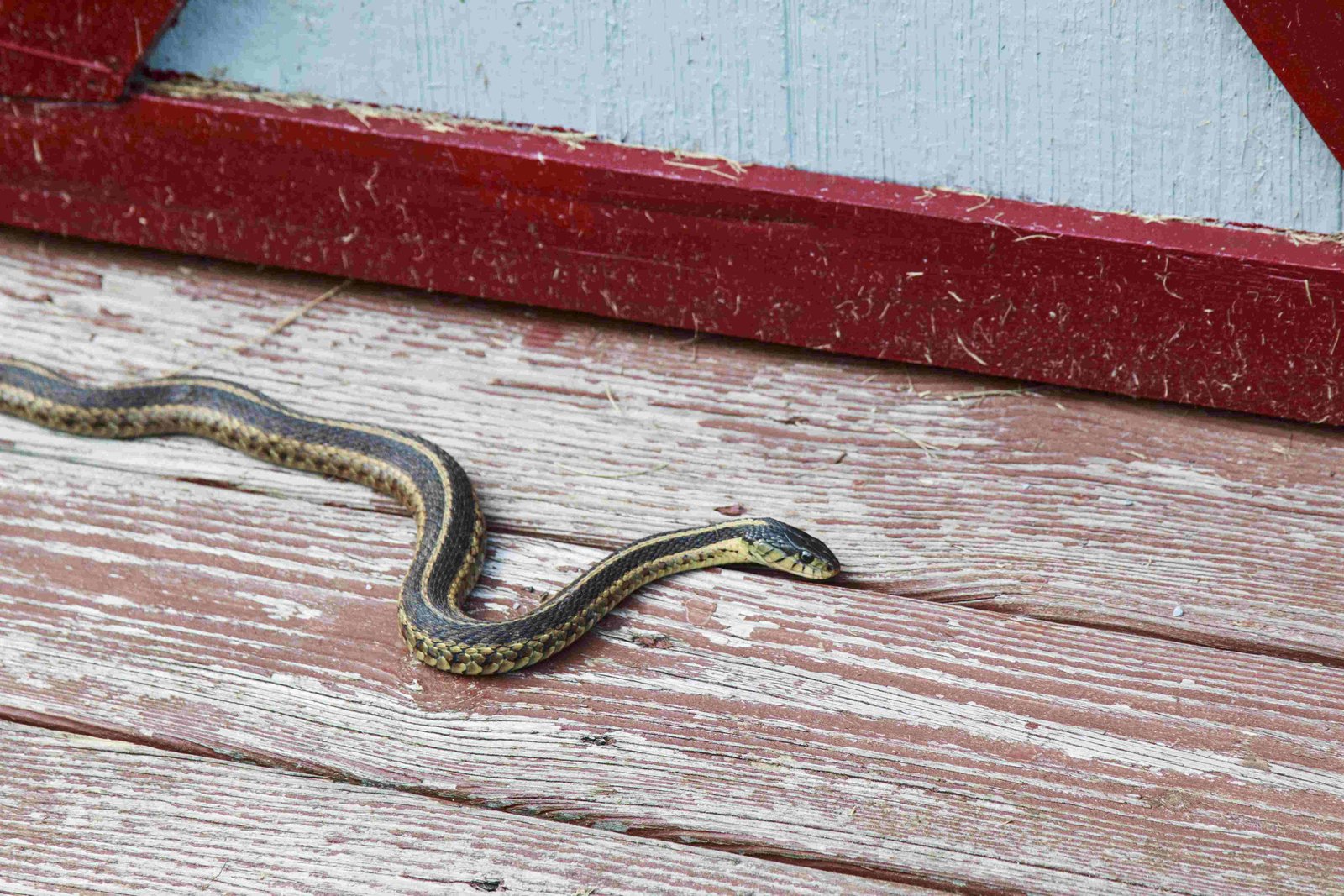 Snake Removal ACT